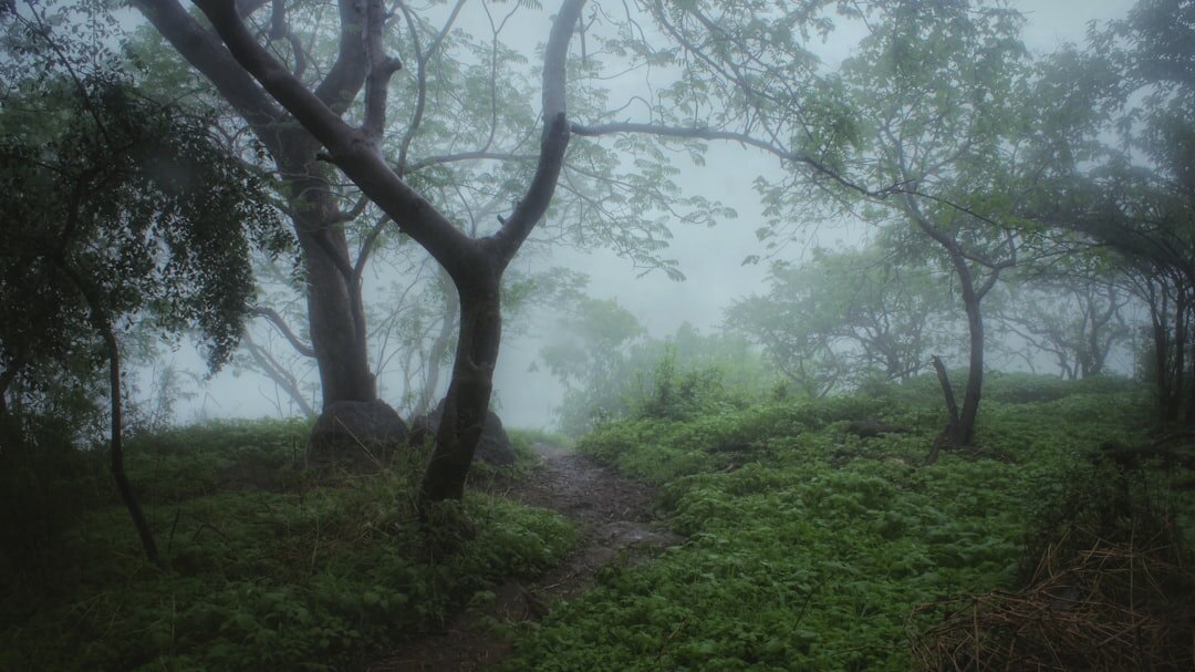 misty forest path