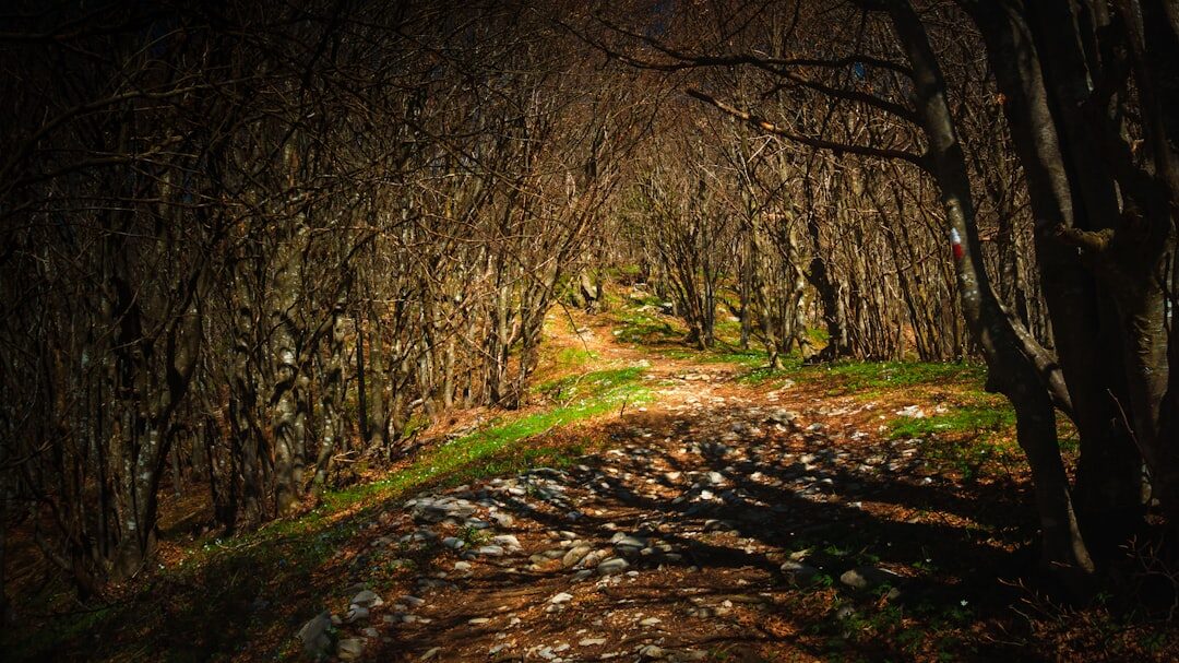 dark forest path at night