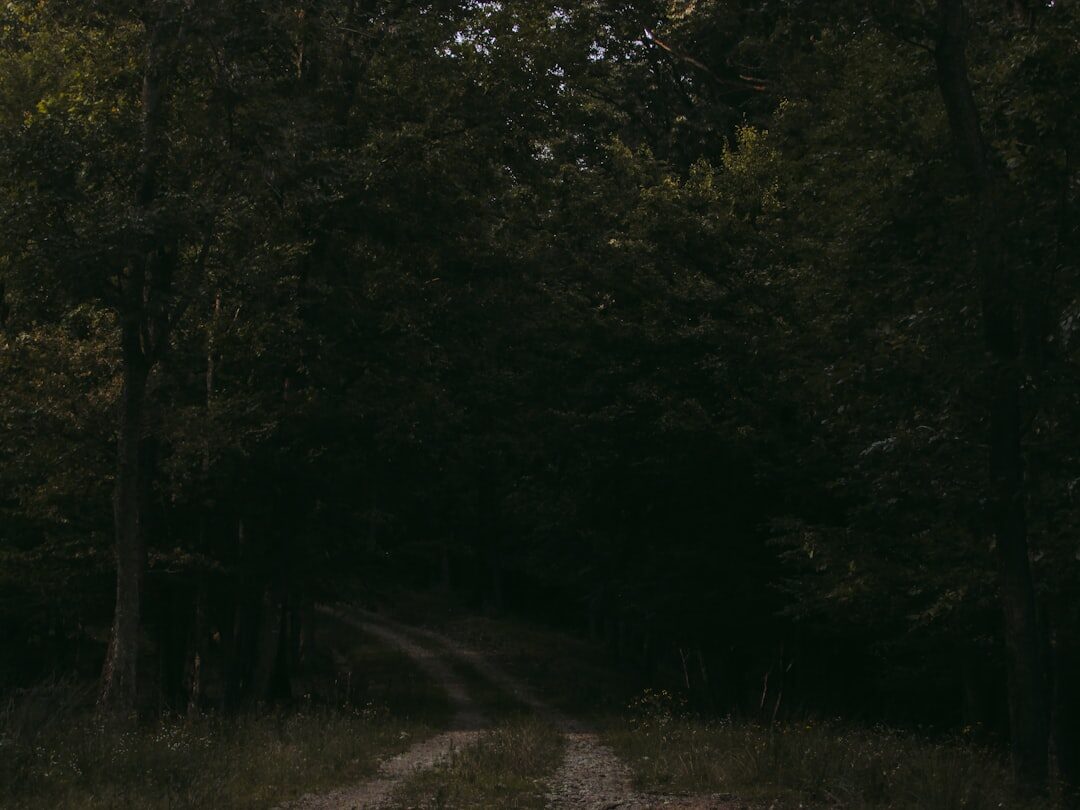 dark mysterious forest path